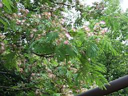 Цветущие деревья